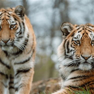 Longleat